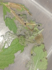 Lepidoptera