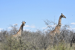 Giraffa camelopardalis angolensis