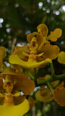 Trichocentrum bicallosum