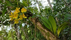 Trichocentrum bicallosum