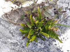 Asplenium lyallii