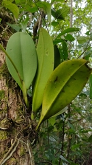 Trichocentrum bicallosum