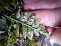 Asplenium lyallii