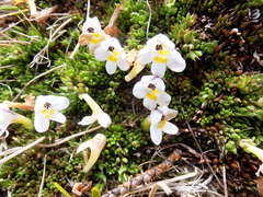 Euphrasia integrifolia