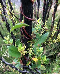 Muehlenbeckia adpressa