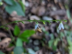 Codonacanthus pauciflorus