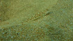 Pomatoschistus marmoratus