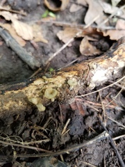 Gerronema subclavatum