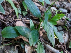 Codonacanthus pauciflorus
