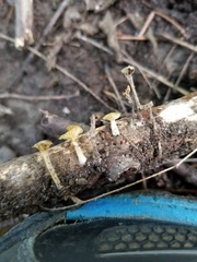 Gerronema subclavatum