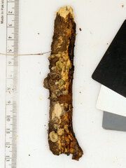 Gerronema subclavatum