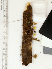 Gerronema subclavatum