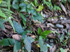 Codonacanthus pauciflorus