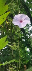 Ipomoea setosa