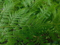 Davallia denticulata