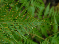 Davallia denticulata