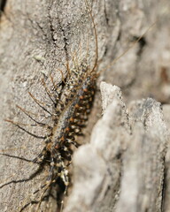 Allothereua maculata