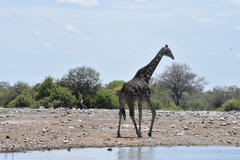 Giraffa camelopardalis angolensis