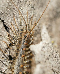 Allothereua maculata