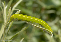 Scoliopteryx libatrix