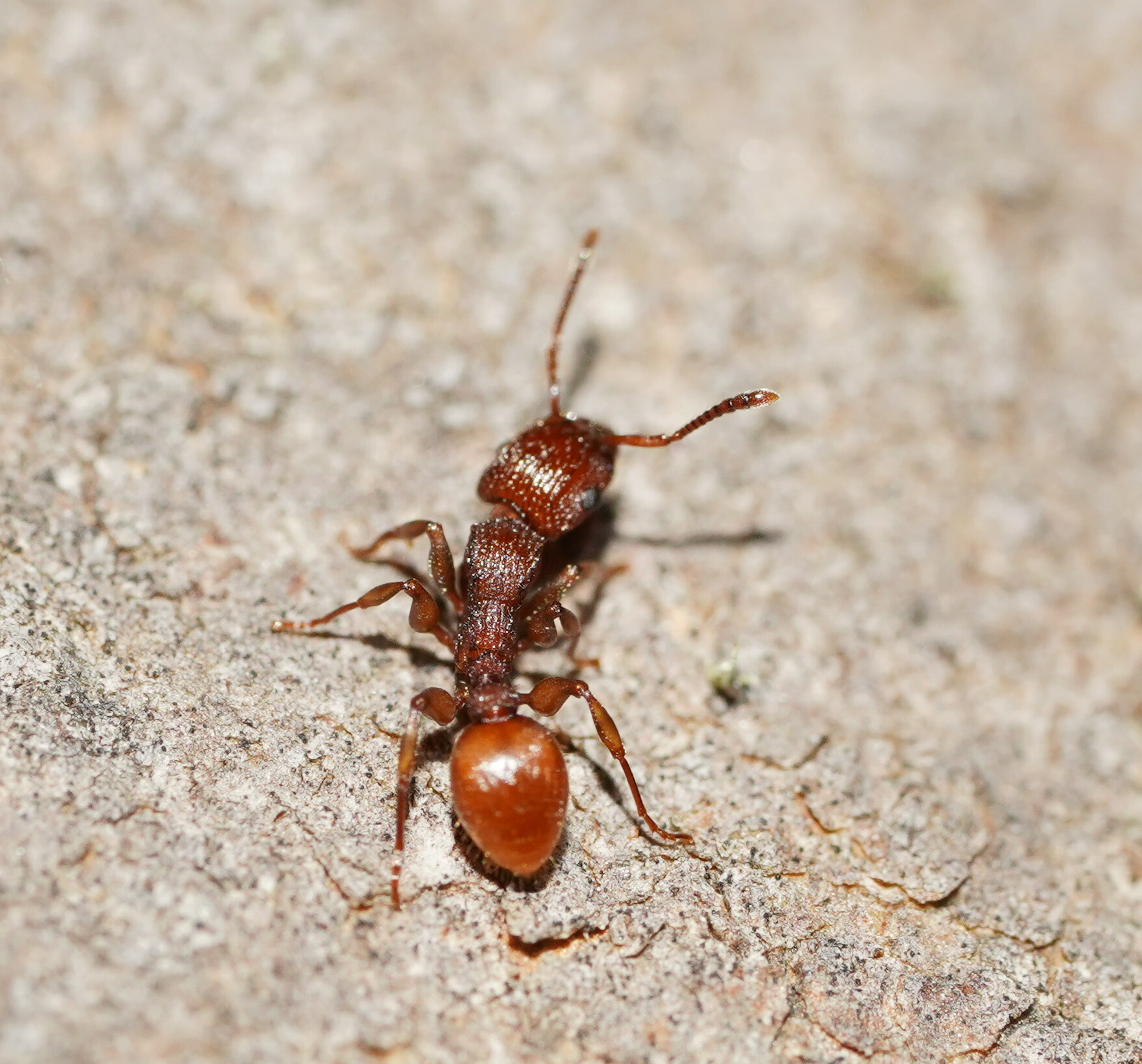 Podomyrma ferruginea