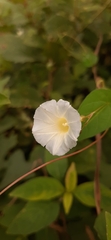Ipomoea aristolochiifolia