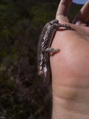 Bradypodion occidentale