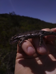 Bradypodion occidentale