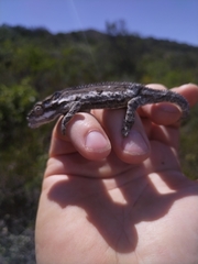 Bradypodion occidentale