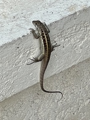 Leiocephalus psammodromus