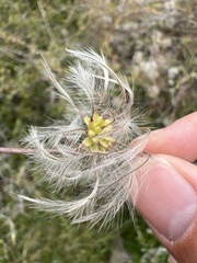 Clematis afoliata
