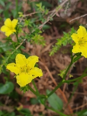 Liparophyllum exaltatum