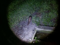 Manis pentadactyla pentadactyla