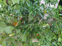 Capsicum frutescens