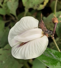 Centrosema pubescens