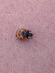 Coccinella undecimpunctata