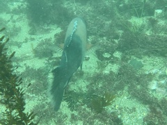 Bodianus pulcher