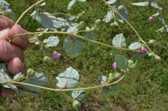 Allionia choisyi