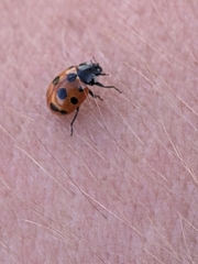 Coccinella undecimpunctata