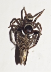 Hasarius adansoni