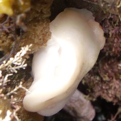 Atagema carinata