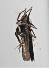Hasarius adansoni