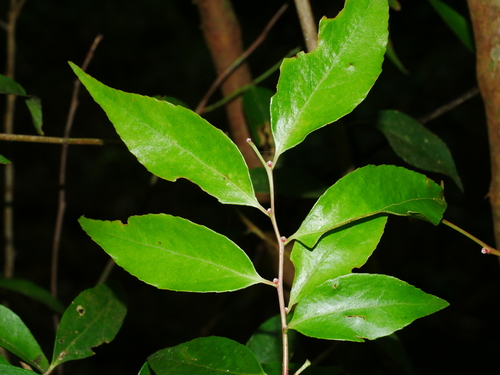 Sea bilberry (Vaccinium bracteatum)