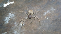 Polybetes pythagoricus