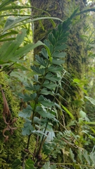 Asplenium praemorsum