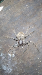 Polybetes pythagoricus