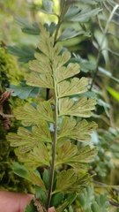 Asplenium praemorsum