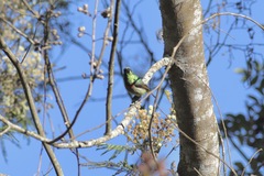 Cinnyris usambaricus