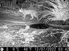 Lynx rufus