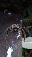 Polybetes pythagoricus